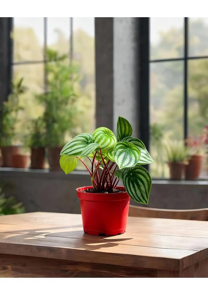 Karpuz Peperomia – Peperomia Watermelon 12 cm Saksı