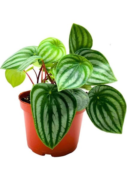 Karpuz Peperomia – Peperomia Watermelon 12 cm Saksı fiyatları
