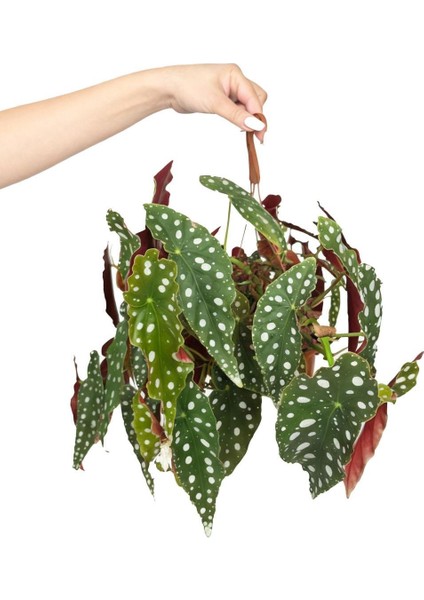 Çilli Begonya – Begonia rex Askılı – 15 cm Saksı
