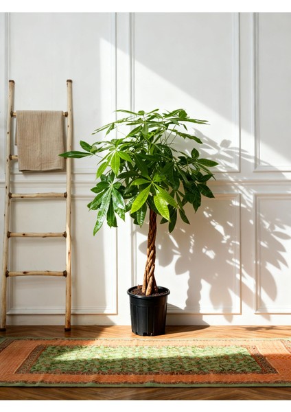 Para Ağacı – Pachira aquatica – 27 cm Saksı