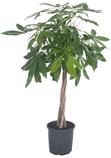 Para Ağacı – Pachira aquatica – 27 cm Saksı fiyatları