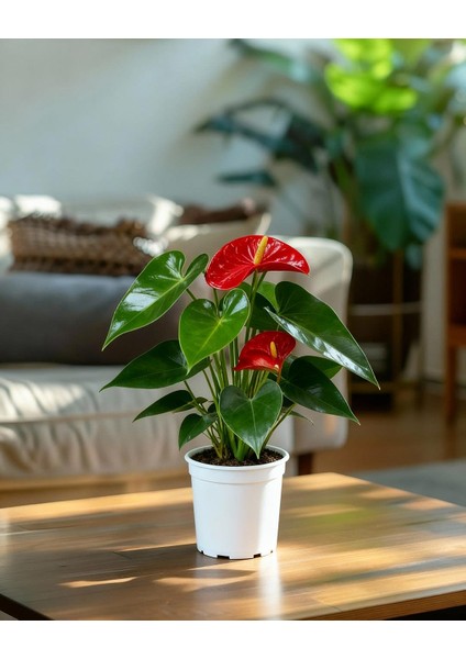 Kırmızı Flamingo Çiçeği – Anthurium Andreanum 17 cm Saksı