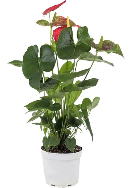 Kırmızı Flamingo Çiçeği – Anthurium Andreanum 17 cm Saksı fiyatları