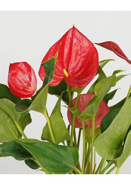 Kırmızı Flamingo Çiçeği – Anthurium Andreanum 17 cm Saksı modelleri