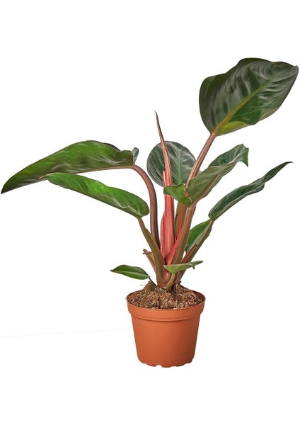 Filodendron Rojo Congo – Philodendron – 12 cm Saksı