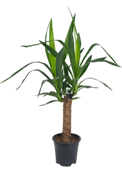 Yuka Bitkisi – Yucca Elephantipes – 30 cm