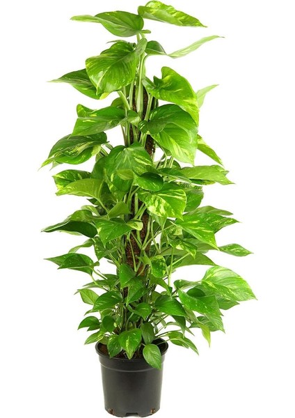 Salon Sarmaşığı Sopalı – Epipremnum aureum – 100 cm