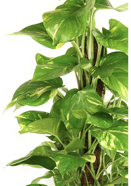 Salon Sarmaşığı Sopalı – Epipremnum aureum – 100 cm fiyatları