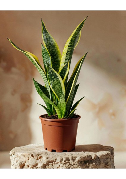 Paşa Kılıcı – Sansevieria Trifasciata ‘superba' – 14 cm Saksı
