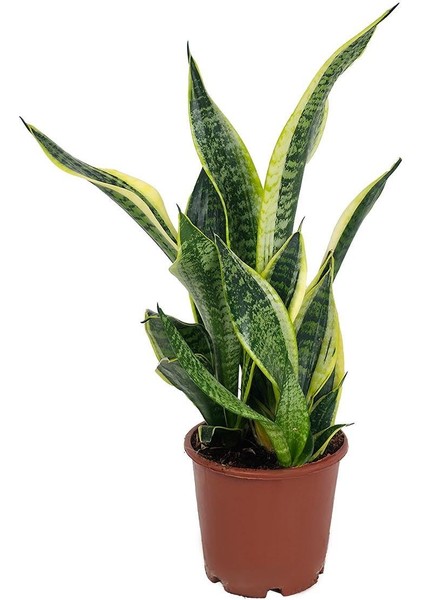 Paşa Kılıcı – Sansevieria Trifasciata ‘superba' – 14 cm Saksı fiyatları