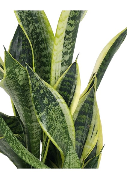 Paşa Kılıcı – Sansevieria Trifasciata ‘superba' – 14 cm Saksı modelleri
