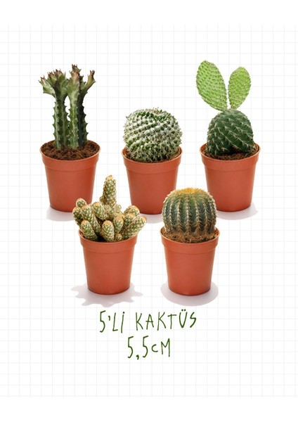 5'li Kaktüs Seti