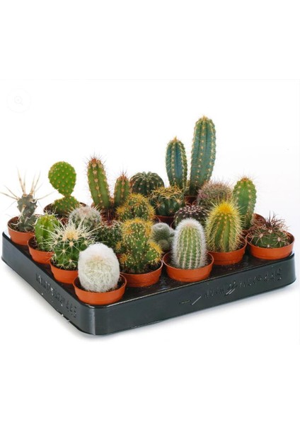 5'li Kaktüs Seti fiyatları