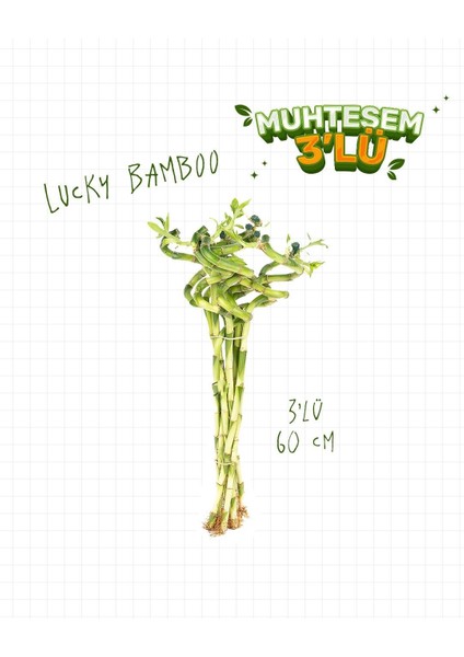 3'lü Set – Şans Bambusu – Lucky Bamboo 60 cm