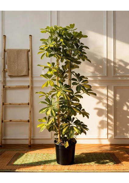 Şeflera 2'li – Schefflera Arboricola 21 cm