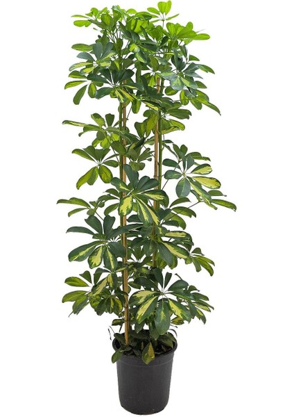 Şeflera 2'li – Schefflera Arboricola 21 cm fiyatları