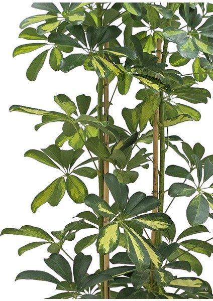 Şeflera 2'li – Schefflera Arboricola 21 cm modelleri