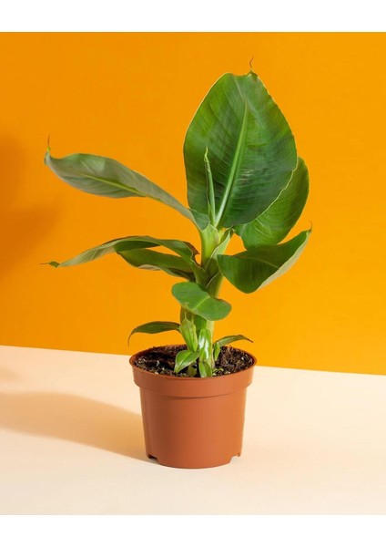 Muz Bitkisi – Musa Acuminata – 12 cm Saksı