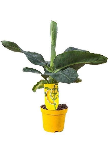 Muz Bitkisi – Musa Acuminata – 12 cm Saksı fiyatları