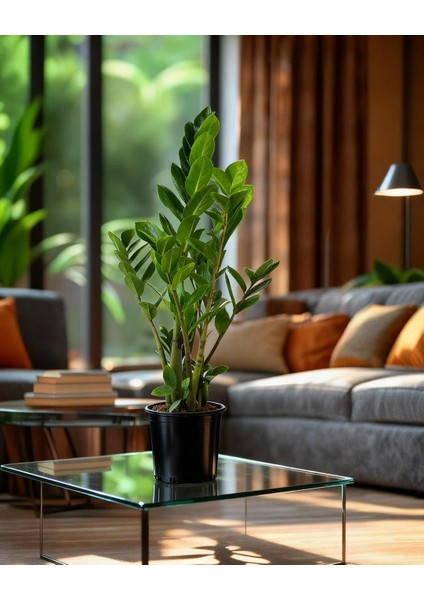 Zamia Bitkisi – Zamioculcas Zamiifolia 24 cm Saksı