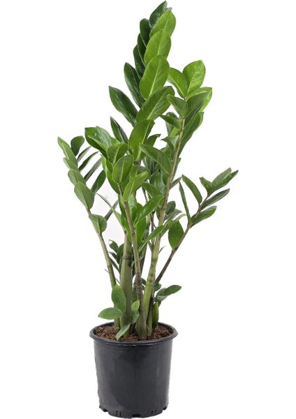 Zamia Bitkisi – Zamioculcas Zamiifolia 24 cm Saksı fiyatları