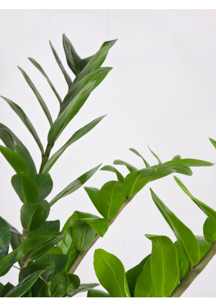 Zamia Bitkisi – Zamioculcas Zamiifolia 24 cm Saksı modelleri