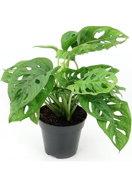 Deve Tabanı Bitkisi – Monstera Adansonii Monkey Mask – 12 cm Saksı