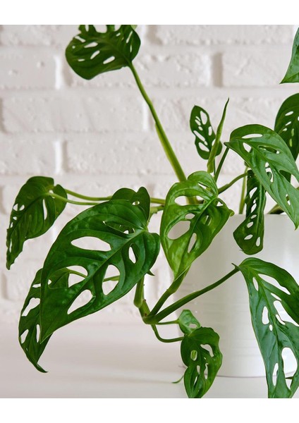 Deve Tabanı Bitkisi – Monstera Adansonii Monkey Mask – 12 cm Saksı fiyatları