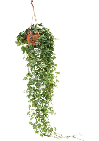 Sarmaşık Askılı – Hedera Helix – 15 cm Saksı