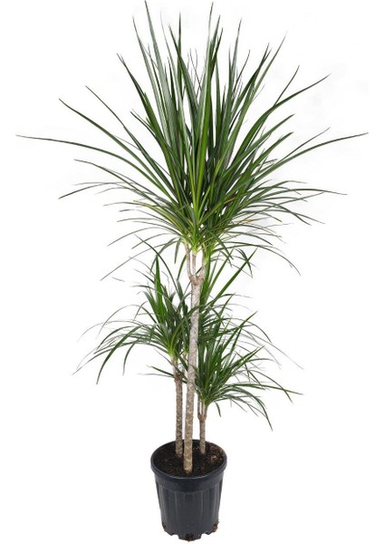 Dracaena Marginata Üç Gövdeli – Dracaena Marginata – 15-30-60 Cm, 21 cm Saksı