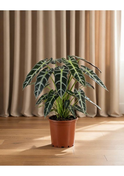 Alokasya Bambino – Alocasia Amazonica Bambino – 12 cm Saksı