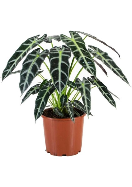 Alokasya Bambino – Alocasia Amazonica Bambino – 12 cm Saksı fiyatları