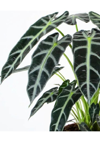Alokasya Bambino – Alocasia Amazonica Bambino – 12 cm Saksı modelleri