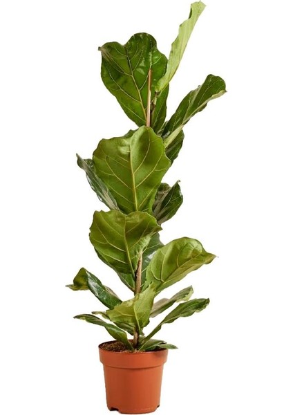 Keman Yapraklı Ficus – Ficus Lyrata – 17 cm Saksı