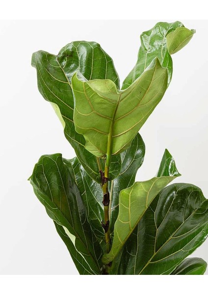 Keman Yapraklı Ficus – Ficus Lyrata – 17 cm Saksı fiyatları