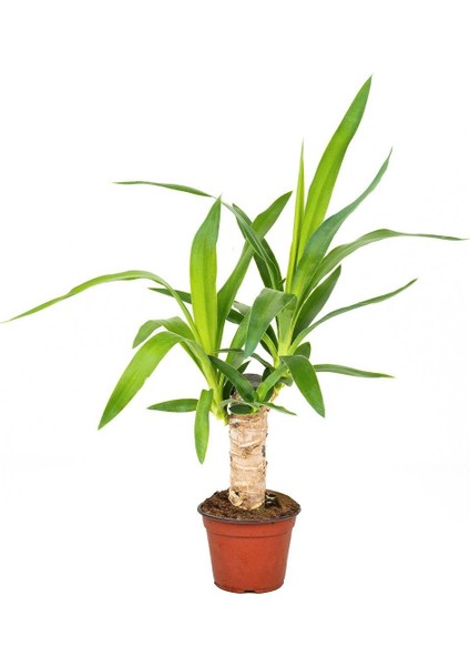 Yuka Bitkisi Tek Gövde – Yucca Elephantipes 12 cm Saksı