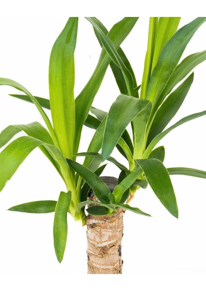 Yuka Bitkisi Tek Gövde – Yucca Elephantipes 12 cm Saksı fiyatları