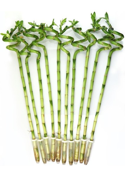 Şans Bambusu – Dracaena Sanderiana – 40 cm (5li Demet)