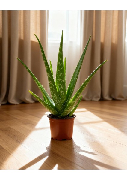 Aloe Vera – 12 cm Saksı