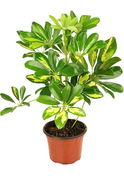 Şeflera Bitkisi – Schefflera Arboricola – 12 cm Saksı