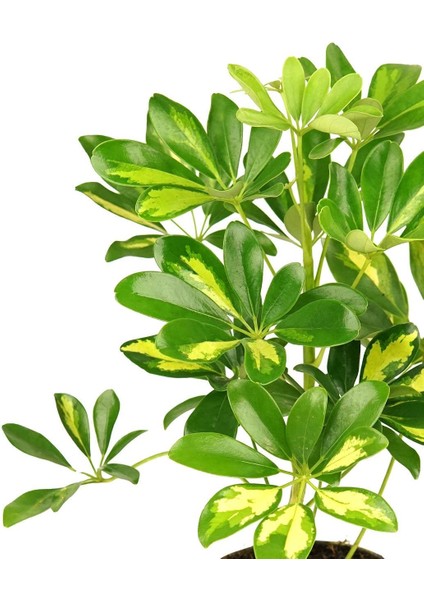 Şeflera Bitkisi – Schefflera Arboricola – 12 cm Saksı fiyatları