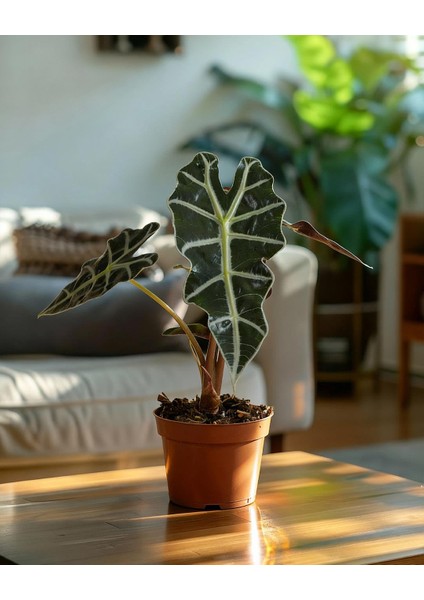 Alokasya Polly – Alocasia Amazonica Polly – 12 cm Saksı