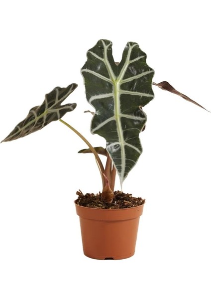 Alokasya Polly – Alocasia Amazonica Polly – 12 cm Saksı fiyatları