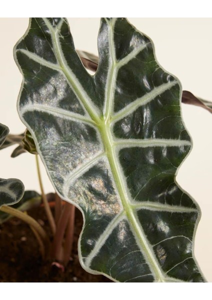 Alokasya Polly – Alocasia Amazonica Polly – 12 cm Saksı modelleri