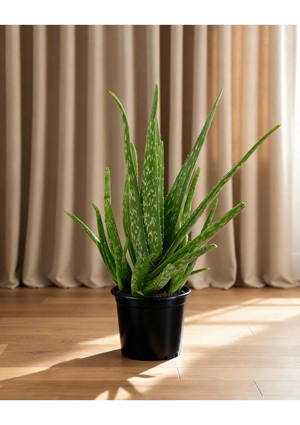 Aloe Vera – 17 cm Saksı