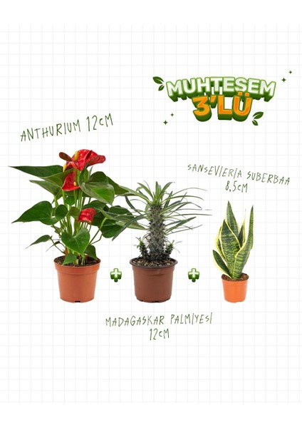 3'lü Set – Anthurium 12 cm – Madagaskar Palmiyesi 12 cm – Sansevieria Süperba 8,5 cm