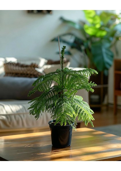Salon Çamı – Araucaria Heterophylla – 17 cm Saksı