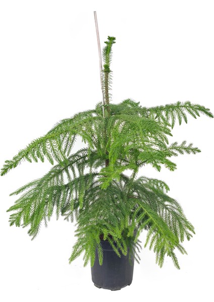 Salon Çamı – Araucaria Heterophylla – 17 cm Saksı fiyatları