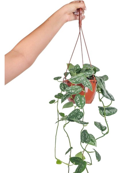 Gümüşi Sarmaşık Askılı – Scindapsus Pictus – 15 cm Saksı