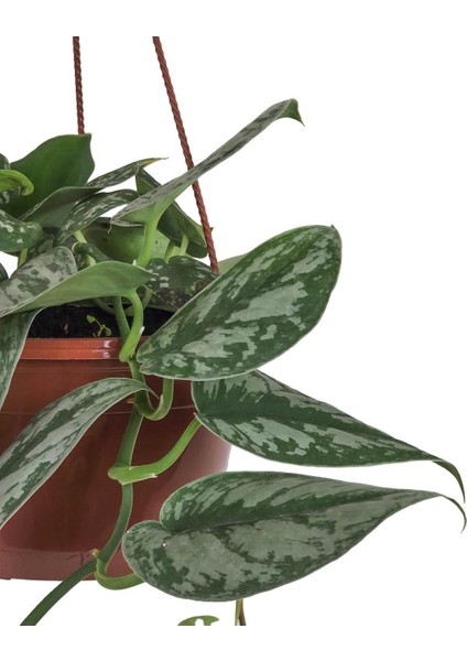 Gümüşi Sarmaşık Askılı – Scindapsus Pictus – 15 cm Saksı fiyatları